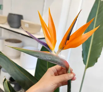 STRELITZIA “Reginae” - cover