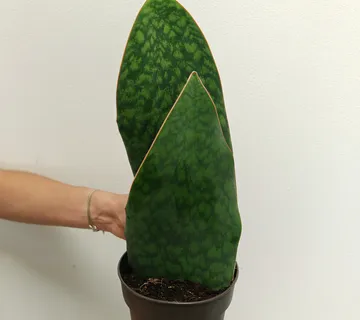 SANSEVIERIA MASONIANA - cover