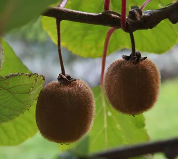 KIWI Tamori-muški - cover