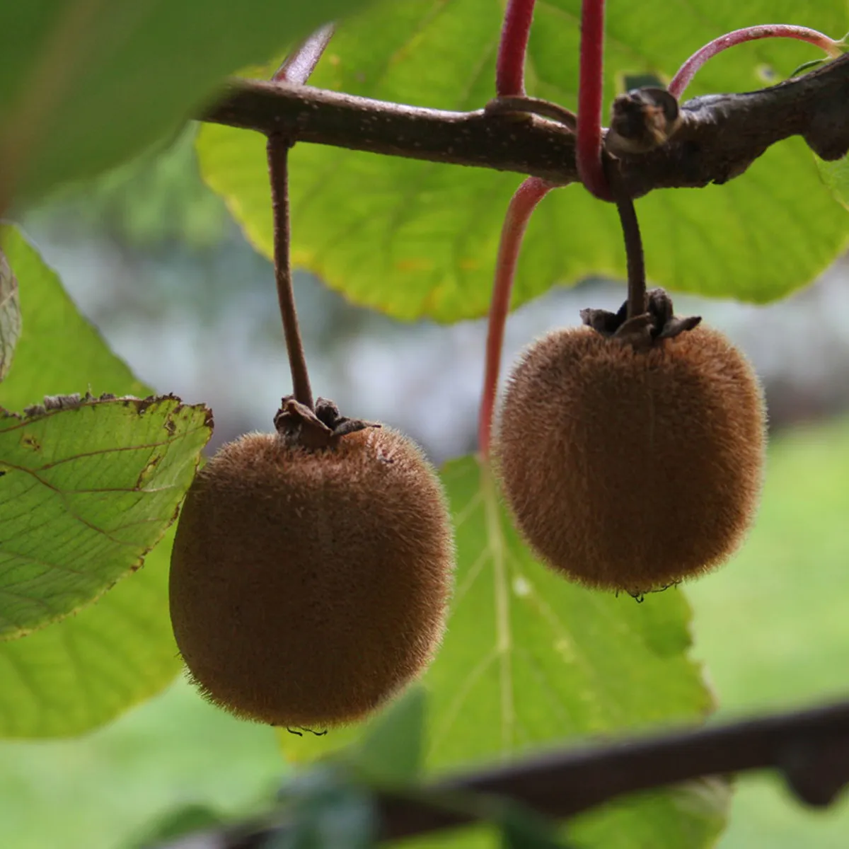 KIWI Tamori-muški - cover