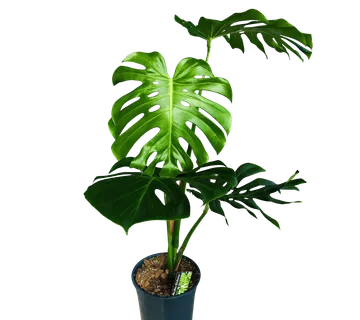 MONSTERA DELICIOSA XL LEAVES - cover