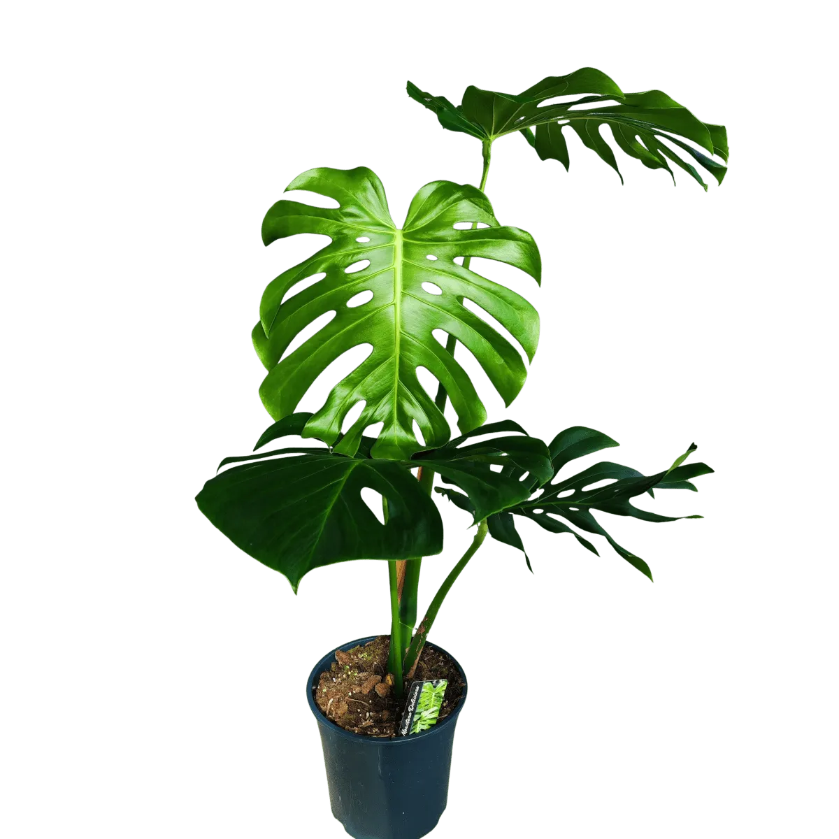 MONSTERA DELICIOSA XL LEAVES - cover