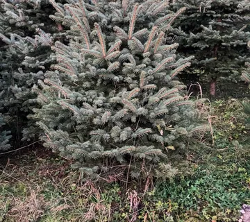 Božićna drvca, silver, DOSTUPNO,dostava - cover