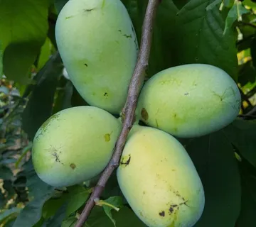 Indijanska banan PAW PAW sadnice 5,31e/kom od divljih asimina - cover