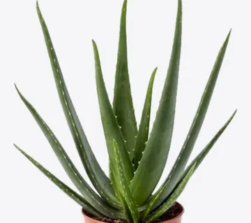 ALOE VERA / ALOJA - cover