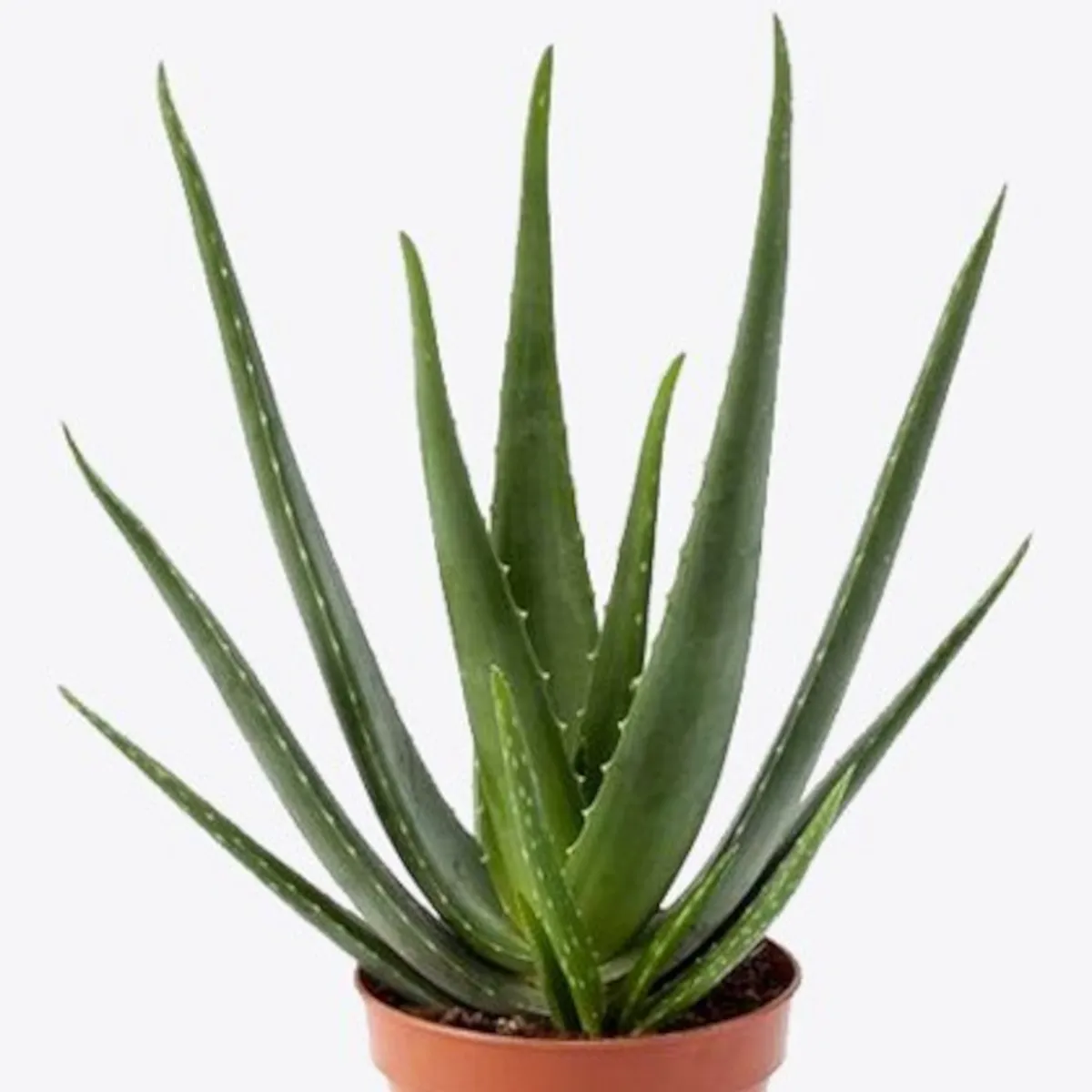 ALOE VERA / ALOJA - cover