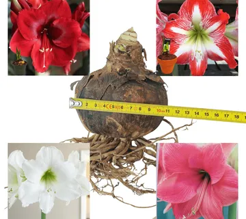 AMARYLLIS XXL - cover