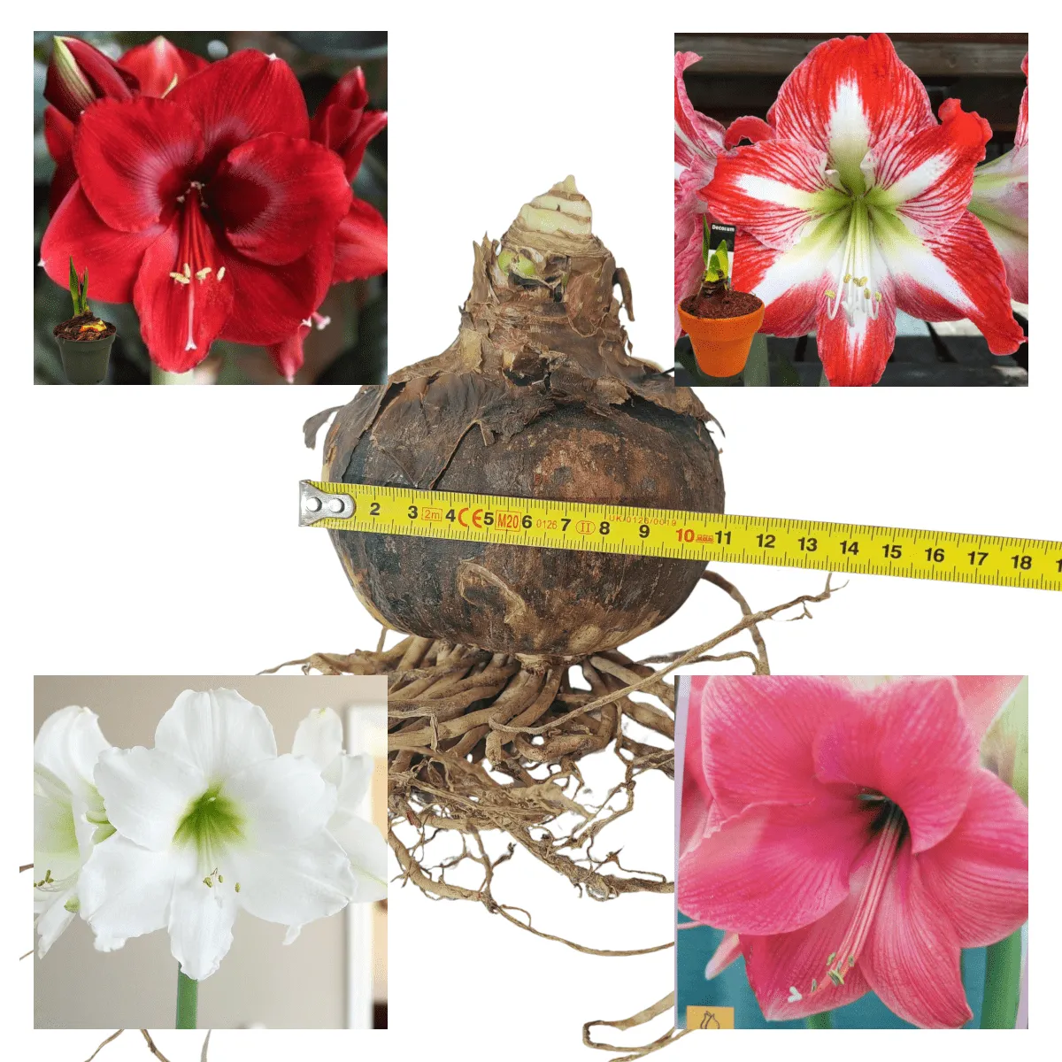 AMARYLLIS XXL - cover