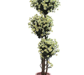 EUROPALMS Daisy tree, 160cm - cover