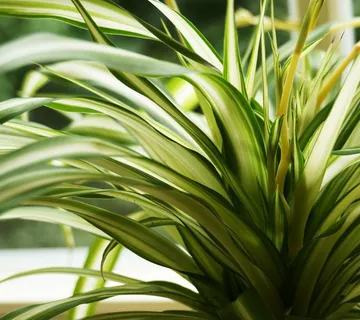 CHLOROPHYTUM CO. ‘Vittatum’ - cover