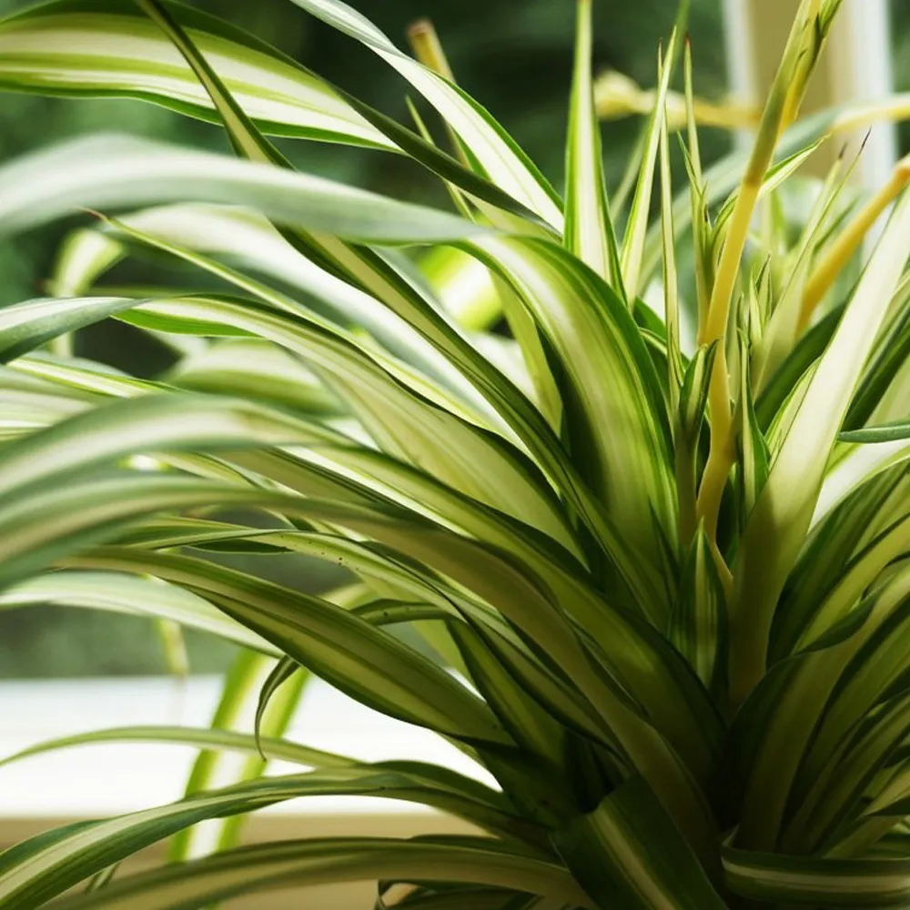 CHLOROPHYTUM CO. ‘Vittatum’ - cover