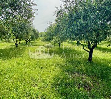 Veliki maslinik sa kućom, Šotovento, otok Krk  - cover