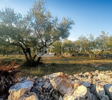 Veliki maslinik, Malinska, otok Krk  - cover