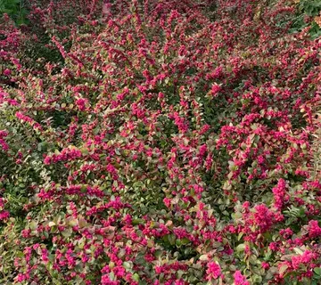 SYMPHORICARPOS D. “Little Berry” - cover