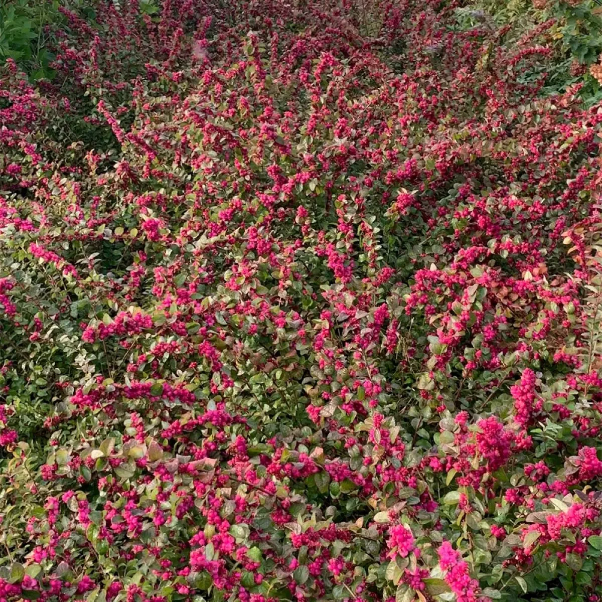 SYMPHORICARPOS D. “Little Berry” - cover