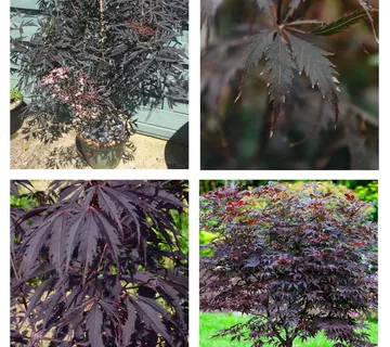 ACER PALMATUM “Black Lace” - cover