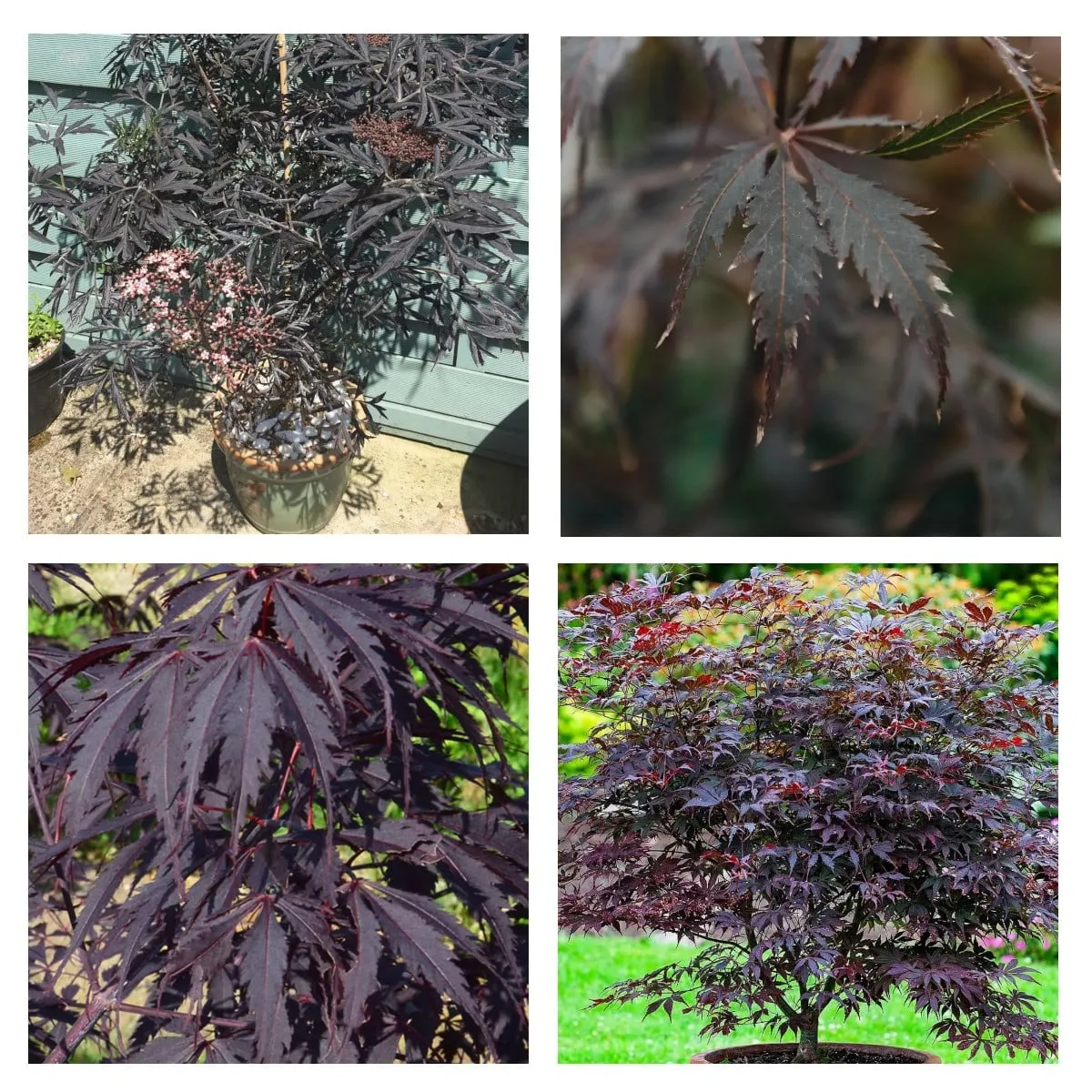 ACER PALMATUM “Black Lace” - cover