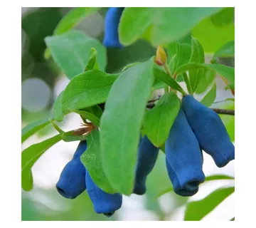 SIBIRSKA BOROVNICA/haskap - cover