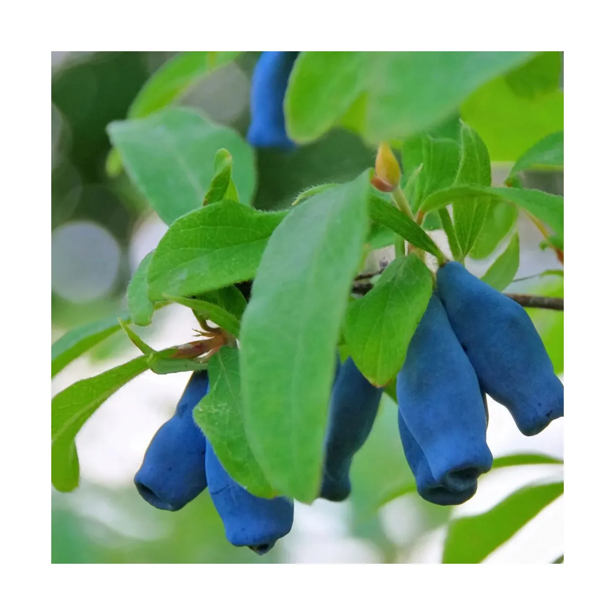 SIBIRSKA BOROVNICA/haskap - cover