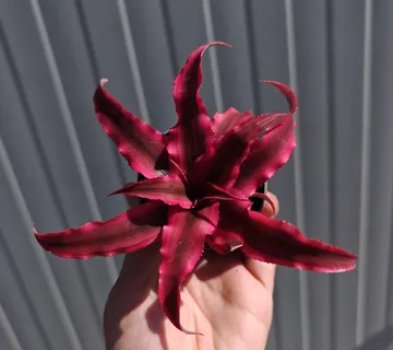 CRYPTANTHUS BIVITTATUS - cover