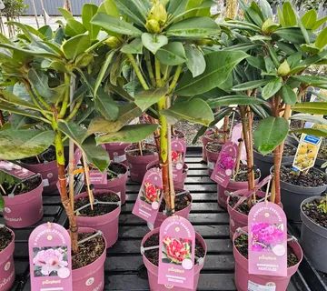 RHODODENDORON /na štapu - cover