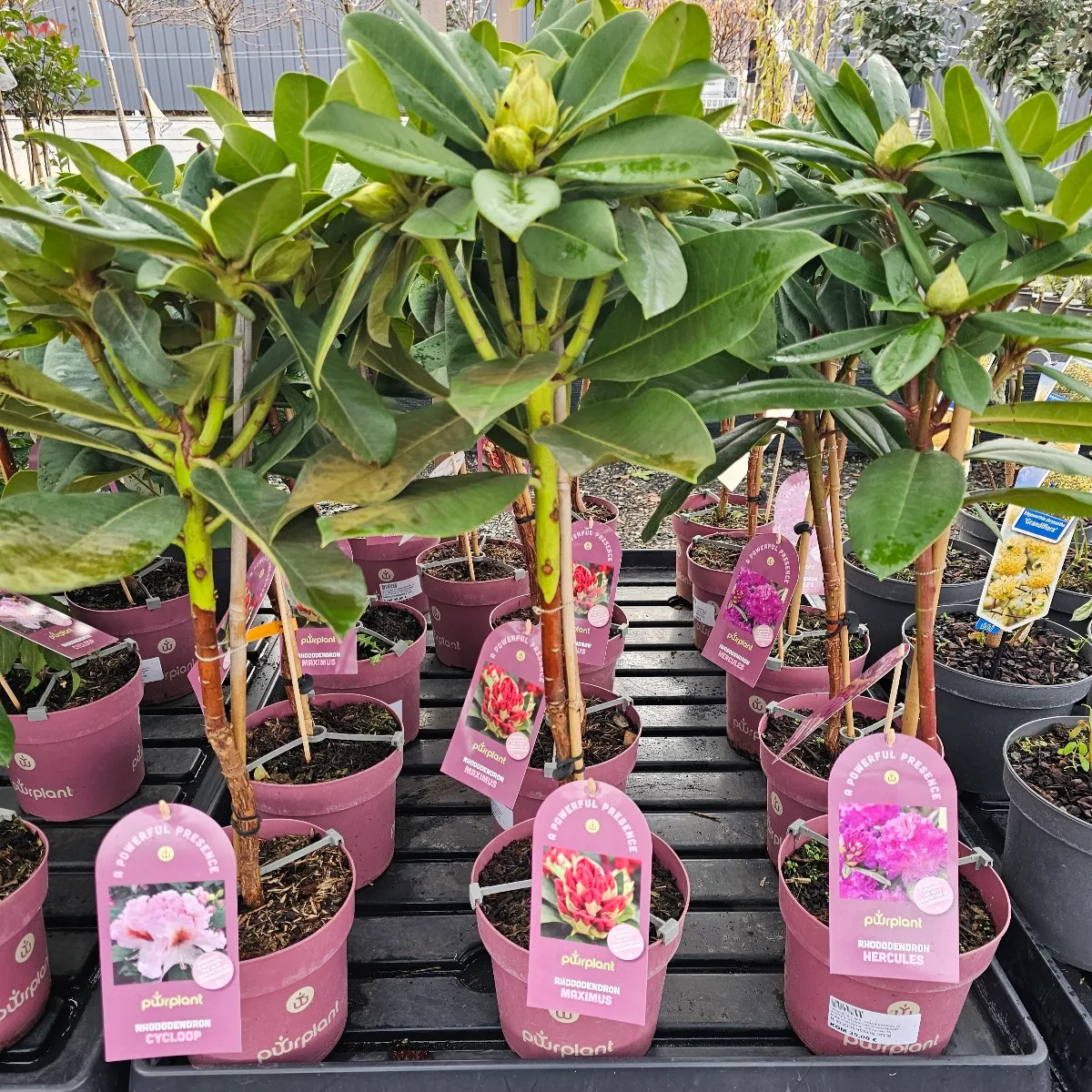 RHODODENDORON /na štapu - cover