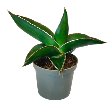 SANSEVIERIA E. “Samurai” - cover