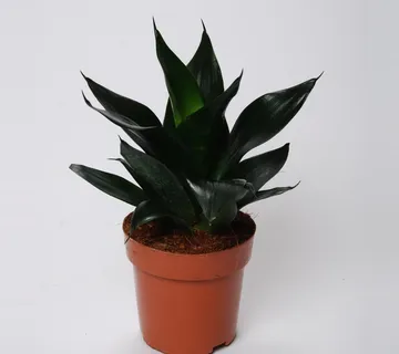 SANSEVIERIA TRIF “Hahnii Black” - cover