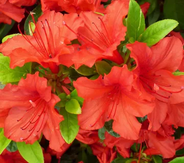 RHODODENDRON JAP. “Hot Shot” - cover