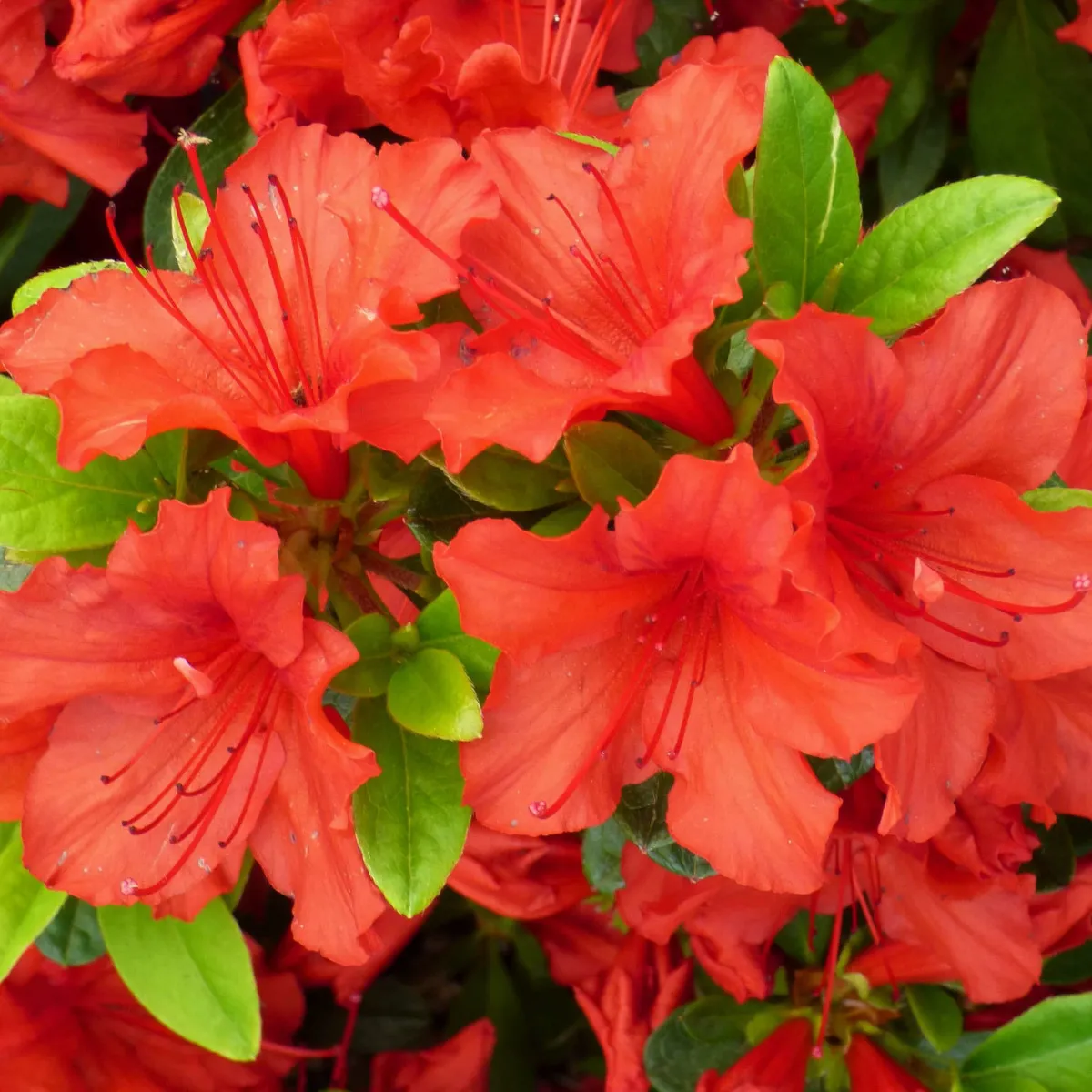 RHODODENDRON JAP. “Hot Shot” - cover