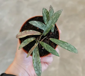 HOYA “Sigillatis” - cover