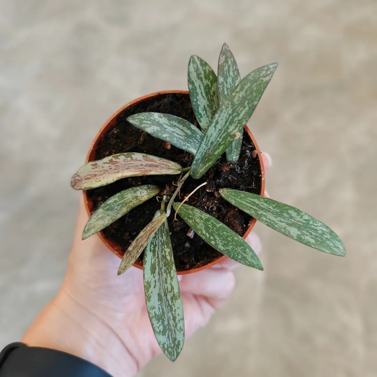 HOYA “Sigillatis” - cover