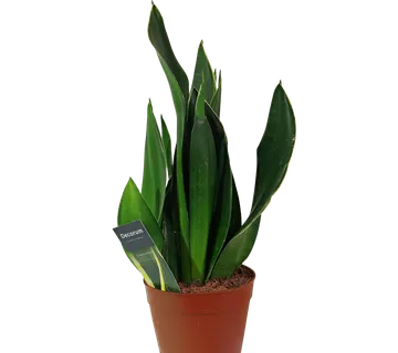 SANSEVIERIA TRIF “Black Diamond” - cover