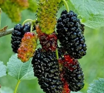 MORUS RUBRA “Milanowek” - cover