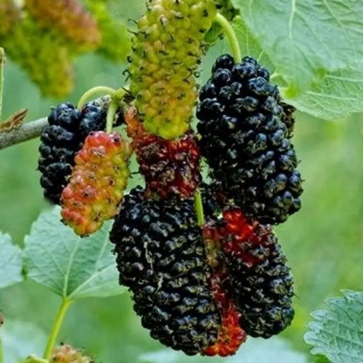 MORUS RUBRA “Milanowek” - cover