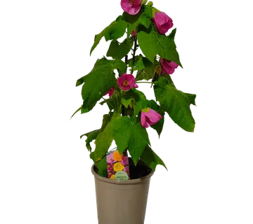 ABUTILON “sobni javor” - cover