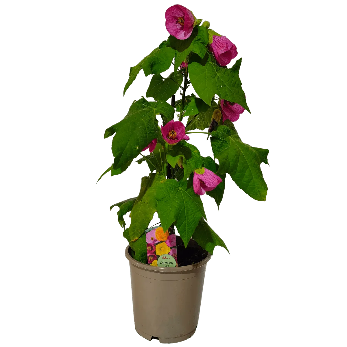 ABUTILON “sobni javor” - cover