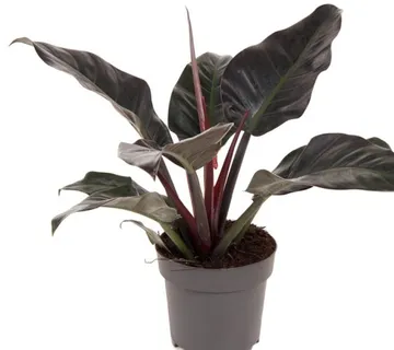 PHILODENDRON “Imperial Red” - cover