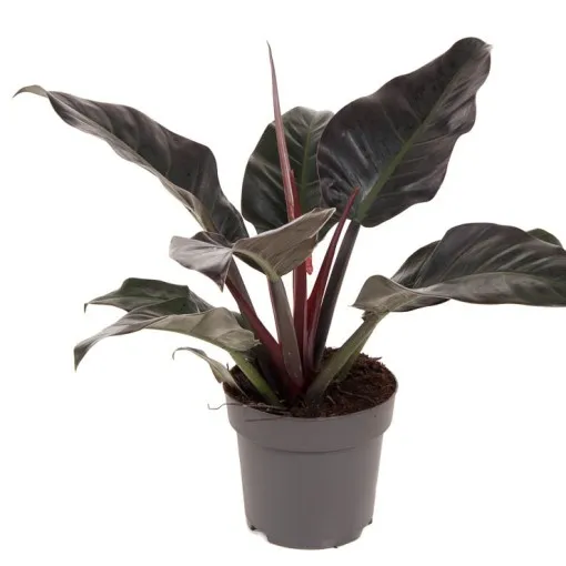PHILODENDRON “Imperial Red” - cover