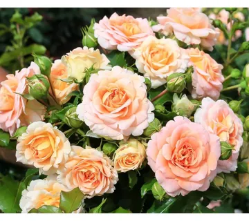 RUŽA STABLAŠICA “Concerto”-pendula - cover