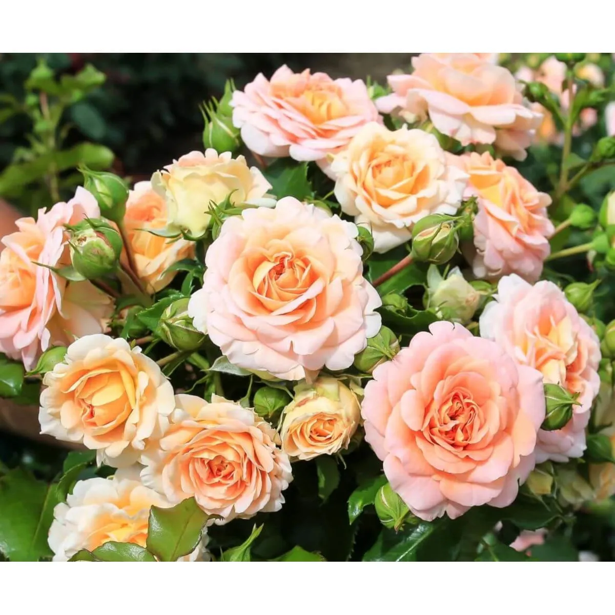 RUŽA STABLAŠICA “Concerto”-pendula - cover