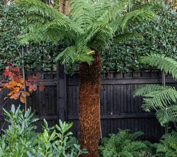 DICKSONIA ANTARCTICA - cover