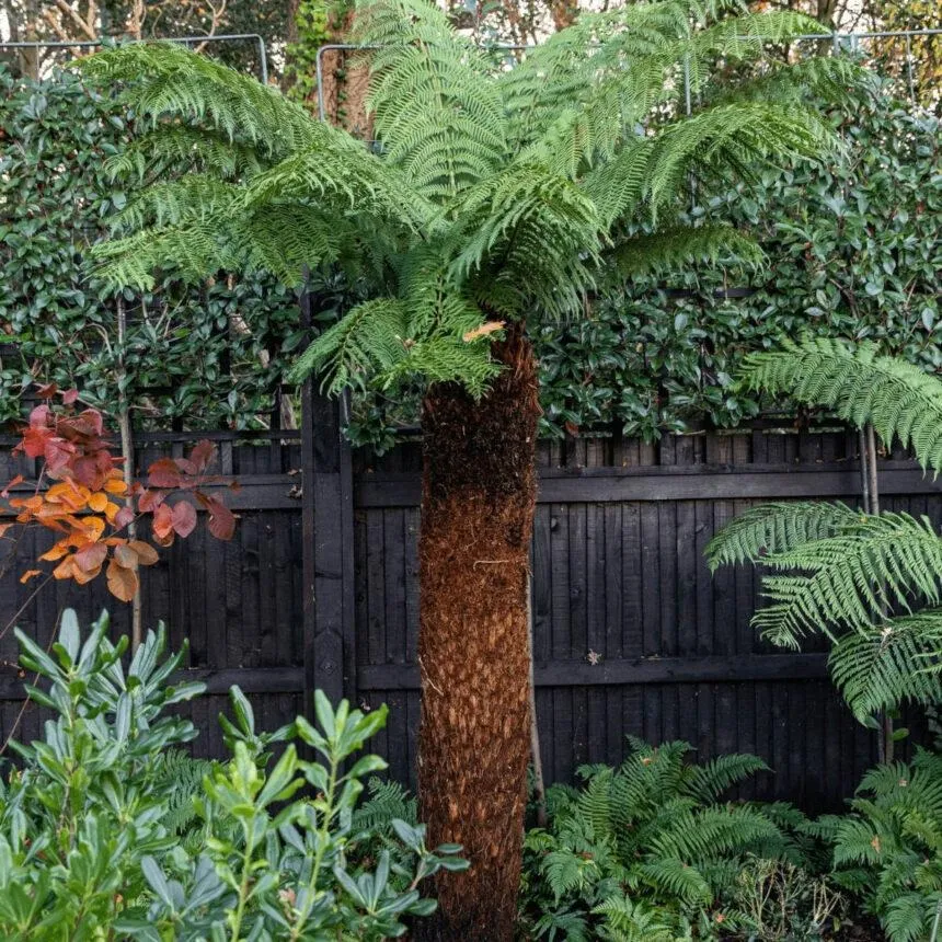 DICKSONIA ANTARCTICA - cover