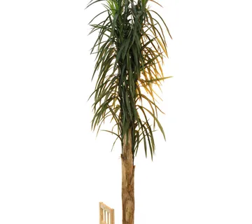 EUROPALMS Date palm, 270cm - cover