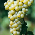 CHARDONNAY R8 - cover