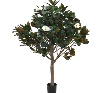 EUROPALMS Magnolia tree, 150cm - cover