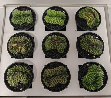 GYMNOCALYCIUM ‘Spineless Bridge’ - cover