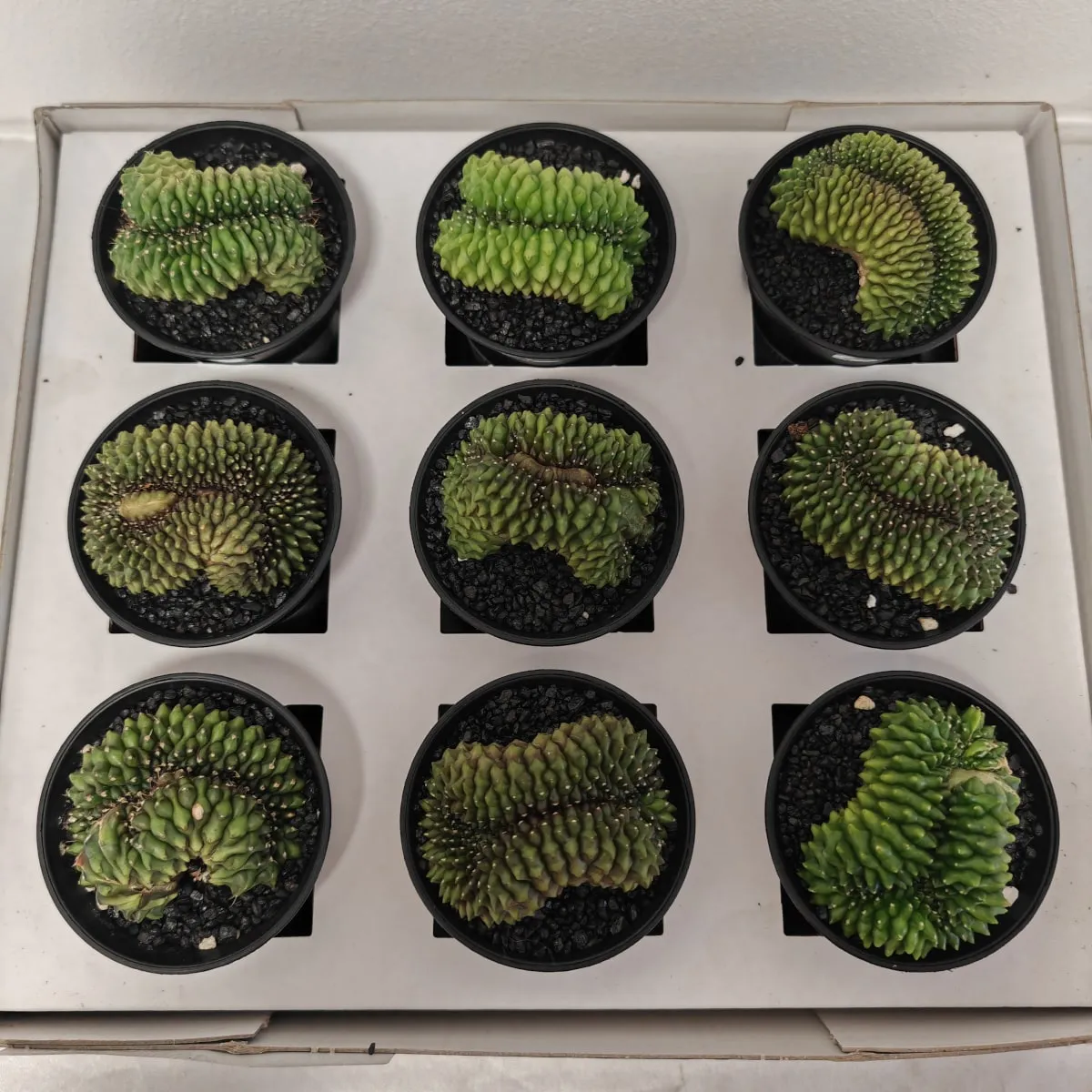 GYMNOCALYCIUM ‘Spineless Bridge’ - cover