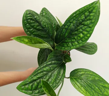 EPIPREMNUM PINN “Marble Planet” - cover