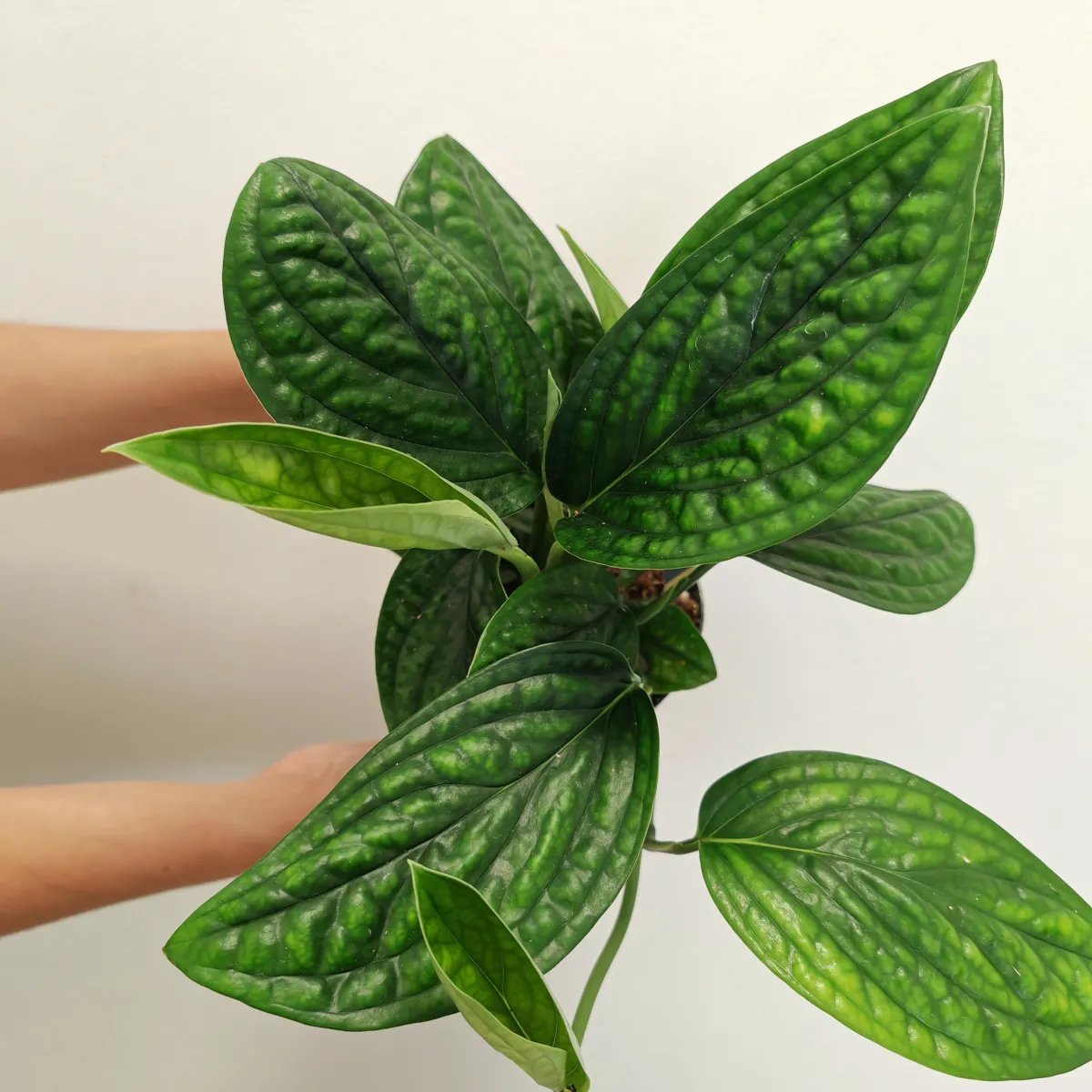 EPIPREMNUM PINN “Marble Planet” - cover